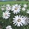 Daisy Malaise