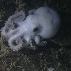 deadgoon