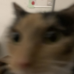 pliplaplop