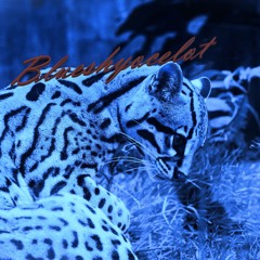 blueshyocelot