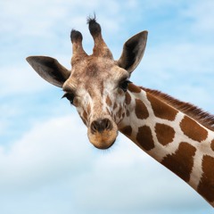 Giraffe69