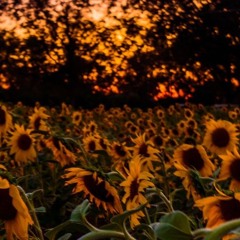 andrew wilson williams