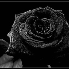 tasneem