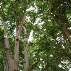 عبد الحميد اليماني