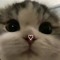 Kitty Kat