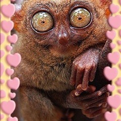 Isadora Souza pastel de manga