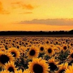 ~Sunflower~