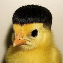 gayashell
