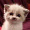 mr_mc_meowinstone_