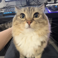 kiyu