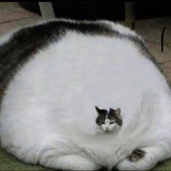 XY