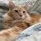 JuicyCat