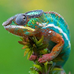 Color Changing Lizard