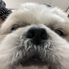 愛夢