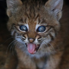 bobcat marie