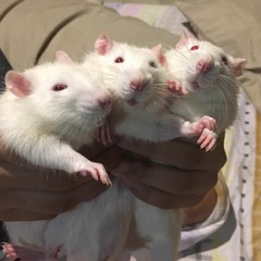Slutty Rats