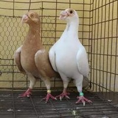 عبود الشامى هاشم