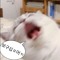 변지수
