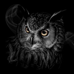 owl.