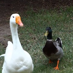 GooseDuck