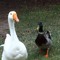 GooseDuck