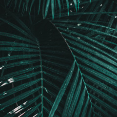 NЁRD