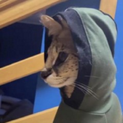 paws download