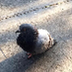 pigeon!