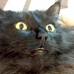 CoolCat