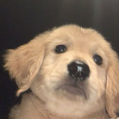 zihuu