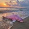 pinkdolphinthecut