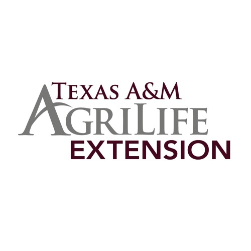 Sesame Leafroller in Texas: Considerations for Control (10/15/2020_