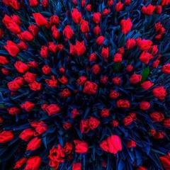 Black_Rose