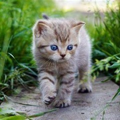 KittyForever13