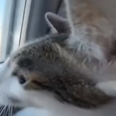 yalecacadetoutelaville