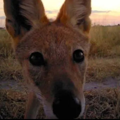 hunt