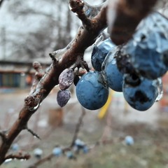 Богдан Нежальский