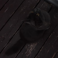 gweny