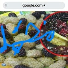 محمد عبد المنجي