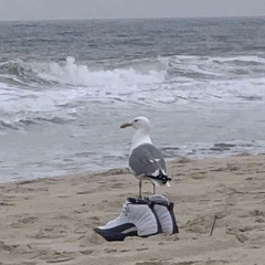 abolishedwheat