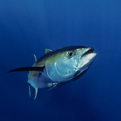 The Tuna