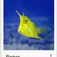 a real and honest fish