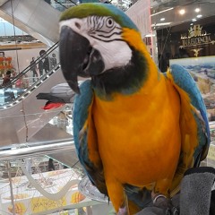 Mahwish1533340
