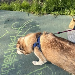 Isaiah 🏯🎌💴💛