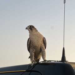 "بعض العرب حبه يوردك الجنون "