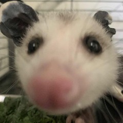 Teebo
