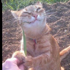 ящик мазеллова