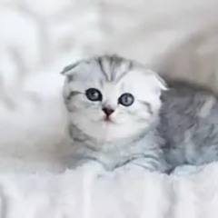 говнюк