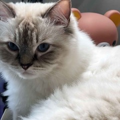 nuha