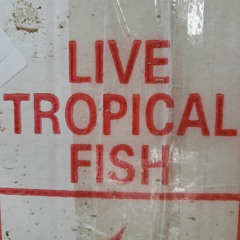 Live Tropical Fish
